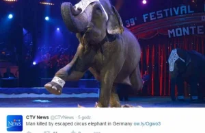 Niemcy: słoń uciekł z cyrku i zabił na ulicy mężczyznę. 'Zwierzę jak...
