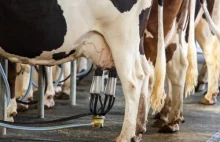 Rotterdam: Powstaje pierwsza na świecie pływająca farma mleczna