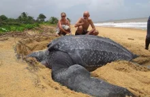Największy na świecie żółw morski znaleziony na plaży