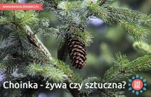 Choinka żywa czy sztuczna? Fakty i mity na temat bożonarodzeniowego drzewka.