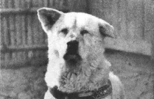Hachiko Monagatari - niezwyka historia niezwykego psa