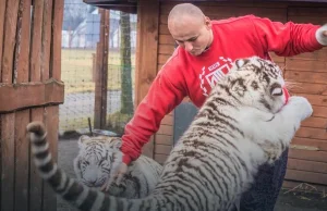 Artur Szpilka: chciałem mieć tygrysa w domu