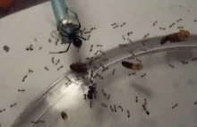 Czarna wdowa vs kilkadziesiąt mrówek