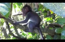 Las Małp - Monkey Forest