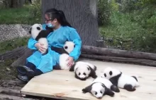 Najlepsza praca świata - przytulanie pand! - Blog o zwierzętach