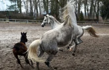 Hodowcy koni arabskich miażdżą decyzje rządu w sprawie stadnin