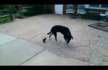 These baby ducks think their mom is a dog