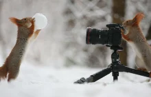 Wiewiórki to wdzięczne modelki - genialna sesja zdjęciowa