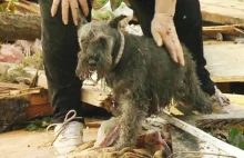 Kobieta odnajduje swojego psa pogrzebanego pod stertą gruzu