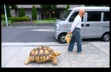 Nic specjalnego tylko mężczyzna wyprowadza swojego wielkiego żółwia na spacer ;)