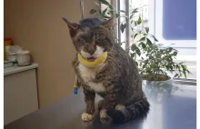 Miś, kot który został skatowany przez człowieka znalazł nowy dom