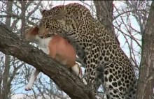 Leopard Hunts Dog - Wild Animals Attack And Kill Dog