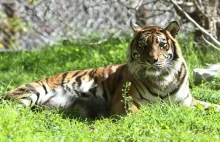 Populacja tygrysów w Indiach wzrosła z 1.400 do 2.226 w ciągu 7 lat