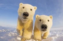 Niedźwiedzie polarne z bliska...