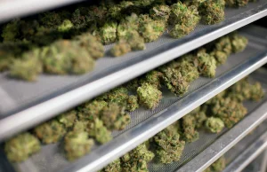 Giełda w Toronto rozpoczęła handel marihuaną