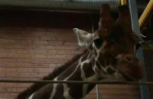 Kopenhaskie zoo zabiło "nadwyżkową" żyrafę