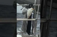 Ptak kołysze się na łodzi
