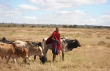 Szczepienie krów poprawia wykształcenie dziewczynek