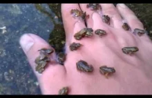 Młode żaby atakujące potężną rękę naruszającą ich przestrzeń osobistą( ͡° ͜ʖ ͡°)
