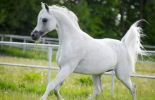 Słynna aukcja koni Pride of Poland odwołana. 40-letnia tradycja złamana?