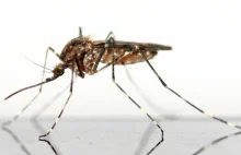 Sposoby na komary w domu - będziesz spać spokojnie