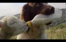 Pies karmiący butelką mała owieczkę