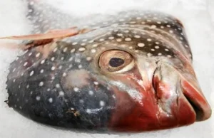 Na rynek trafiły przeterminowane o kilka lat mrożone ryby? Jest śledztwo