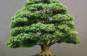 Też potrafisz uprawiać bonsai!