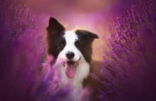 Alicja Zmysłowska - fantastyczne fotografie psów -