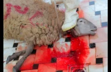 Zakopane: Za sprawą muzułmanów na Podhalu kwitnie pokątny ubój rytualny owiec