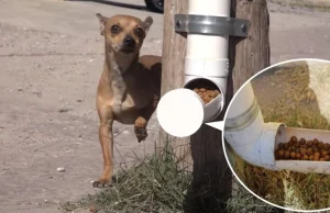 To miasto postanowiło ułatwić życie bezdomnym psom.