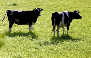 Wpływ krów na efekt cieplarniany