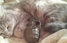 Kot-dżihadysta. Członek ISIS rozsyła zdjęcia kotki z materiałami...