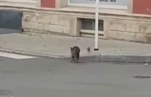 Kot ucieka przed szczurem.