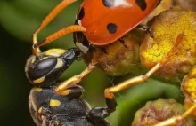 47 niesamowitych makro fotografii owadów
