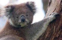 Dlaczego misie koala mają ludzkie odciski palców?