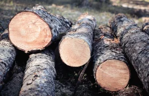 Wycięto drzewa na chronionym obszarze Natura 2000 pod Wrocławiem