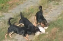 Atak psów w Wieruszowie