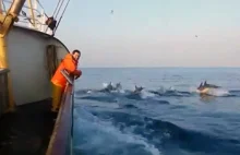 Sfilmowano delfiny u wybrzeży Holandii
