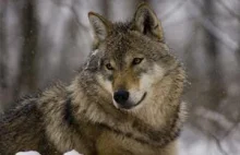Polowania mogą mieć fatalne konsekwencje dla populacji wilka