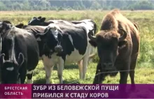 Na Białorusi żubr uciekł z puszczy i zintegrował się ze stadem krów z...