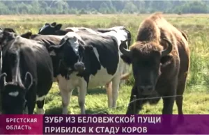 Na Białorusi żubr uciekł z puszczy i zintegrował się ze stadem krów z...