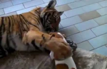 Zabawa teriera z tygrysem