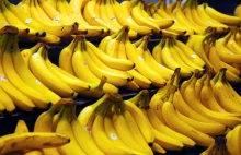 To już koniec bananów, jakie znamy. Drzewa umierają jedno po drugim