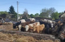 Zawaliła się stodoła. W środku było stado krów - wszystkie żyją.