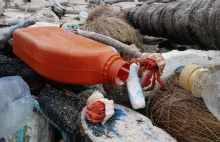 Plastikowe śmieci spowodowały śmierć ponad pół miliona krabów pustelników