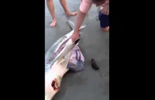 Wyciąganie małych rekinów z brzucha martwego
