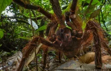 Fotograf spotyka gigantycznego pająka. [ENG, zdjęcia]