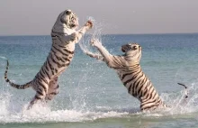 Niewiarygodne: Białe Tygrysy bawiące się w morzu z falami!