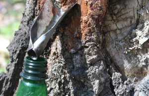 Sok brzozowy, klonowy i inne: prawie wszystko o spuszczaniu soków drzew